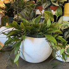 Load image into Gallery viewer, Todd Terranova Skull Planter Collection