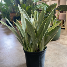 Load image into Gallery viewer, Sanseviera Sayuri