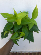 Load image into Gallery viewer, Neon Pothos