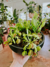 Load image into Gallery viewer, Nepenthes Pitcher Plant