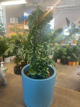 Load image into Gallery viewer, Hoya Carnosa Compacta