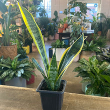 Load image into Gallery viewer, Sansevieria Laurentii