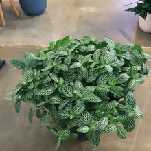 Load image into Gallery viewer, Fittonia