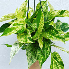 Load image into Gallery viewer, Marble Queen Pothos