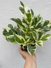 Load image into Gallery viewer, Pothos - Pearls & Jade