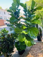 Load image into Gallery viewer, Ficus Lyrata - Fiddle Leaf Fig
