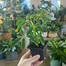 Load image into Gallery viewer, Schefflera Arboricola “Umbrella Tree”