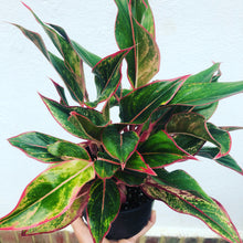 Load image into Gallery viewer, Aglaonema Siam