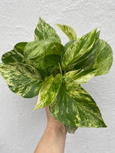 Load image into Gallery viewer, Marble Queen Pothos