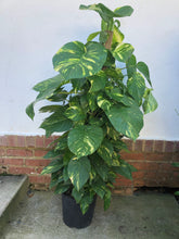 Load image into Gallery viewer, Golden Pothos