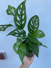 Load image into Gallery viewer, Monstera Adansonii
