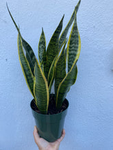 Load image into Gallery viewer, Sansevieria Laurentii