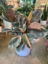 Load image into Gallery viewer, Ficus Elastica Ruby