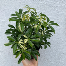 Load image into Gallery viewer, Schefflera Arboricola “Umbrella Tree”