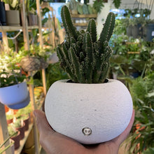 Load image into Gallery viewer, Todd Terranova Skull Planter Collection