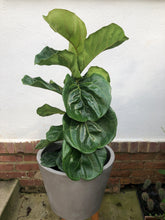 Load image into Gallery viewer, Ficus Lyrata - Fiddle Leaf Fig
