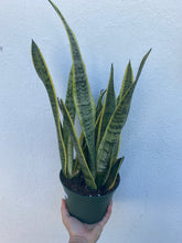 Load image into Gallery viewer, Sansevieria Laurentii