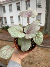 Load image into Gallery viewer, Assorted Begonia