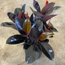 Load image into Gallery viewer, Ficus Elastica Burgundy