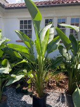 Load image into Gallery viewer, White Bird of Paradise