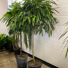 Load image into Gallery viewer, Ficus Alii