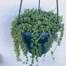 Load image into Gallery viewer, String of Pearls