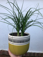 Load image into Gallery viewer, Ponytail Palm