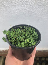 Load image into Gallery viewer, String of Pearls