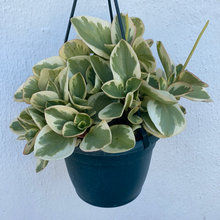 Load image into Gallery viewer, Peperomia Obtusifolia Variegated