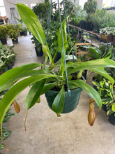 Load image into Gallery viewer, Nepenthes Pitcher Plant
