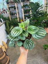 Load image into Gallery viewer, Watermelon Peperomia