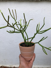 Load image into Gallery viewer, Pencil Cactus