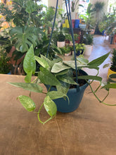 Load image into Gallery viewer, Epipremnum Pinnatum - Cebu Blue