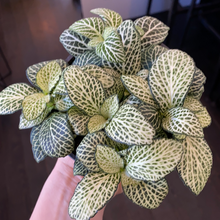 Load image into Gallery viewer, Fittonia