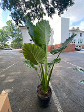 Load image into Gallery viewer, Alocasia Calidora