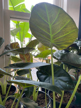 Load image into Gallery viewer, Alocasia Regal Shields