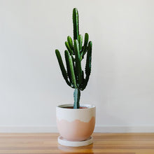 Load image into Gallery viewer, Toast & Honey Pots