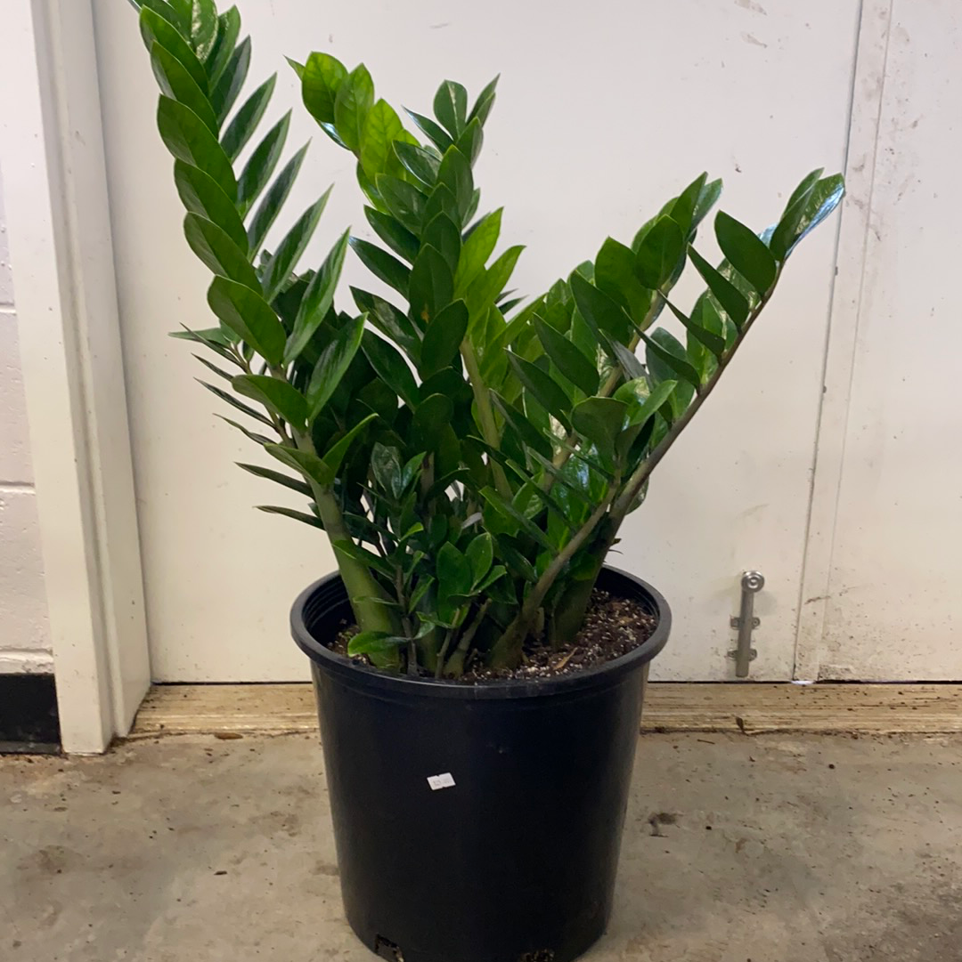 large zz plant to buy Zamioculcas Zamifolia "ZZ" Plant – Lush Plant Co. Decatur