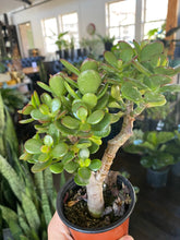 Load image into Gallery viewer, Succulents - Jade