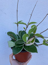 Load image into Gallery viewer, Hoya Krimson Queen