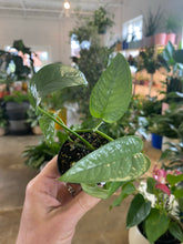Load image into Gallery viewer, Epipremnum Pinnatum - Cebu Blue