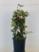 Load image into Gallery viewer, Hoya Krimson Queen