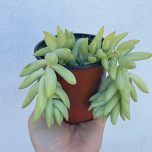 Load image into Gallery viewer, Sedum “Burros Tail”