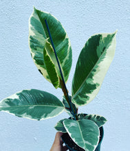 Load image into Gallery viewer, Ficus Elastica Tineke