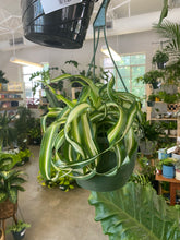 Load image into Gallery viewer, Spider Plant - Bonnie