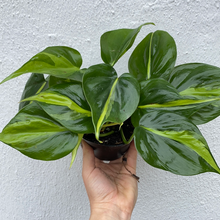 Load image into Gallery viewer, Philodendron Brasil