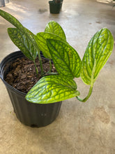 Load image into Gallery viewer, Monstera Peru