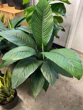 Load image into Gallery viewer, Sensation Peace Lily