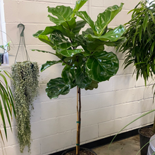 Load image into Gallery viewer, Ficus Lyrata - Fiddle Leaf Fig