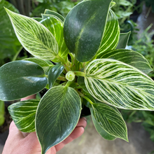 Load image into Gallery viewer, Philodendron Birkin